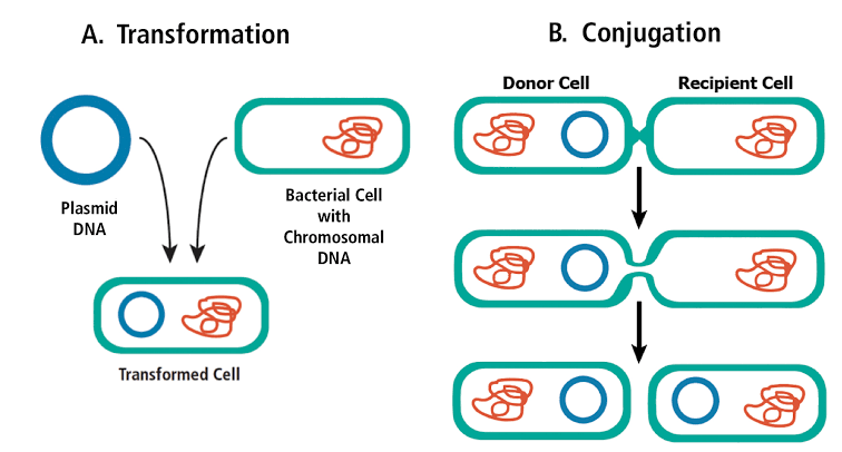 TRANSFER OF GENETIC ELEMENTS TRANSFER OF GENETIC ELEMENTS