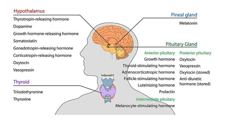 PHARMACOLOGY OF HYPOTHALAMIC HORMONES PHARMACOLOGY OF HYPOTHALAMIC HORMONES
