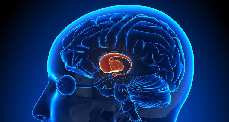 THE CLINICAL SIGNIFICANCE OF THE BASAL NUCLEI IN NEUROLOGICAL DISORDERS