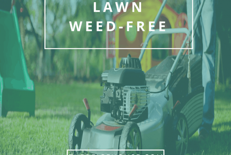 Keep Your Lawn Weed-free