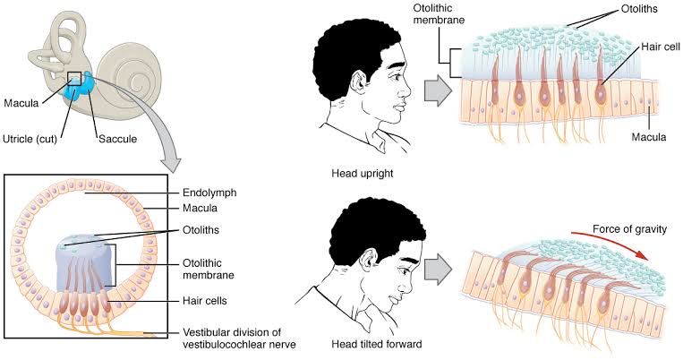 PHYSIOLOGY OF EQUILIBRIUM PHYSIOLOGY OF EQUILIBRIUM