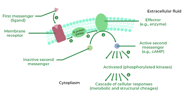 SIGNAL TRANSDUCTION, SECOND MESSENGERS AND RECEPTORS SIGNAL TRANSDUCTION, SECOND MESSENGERS AND RECEPTORS