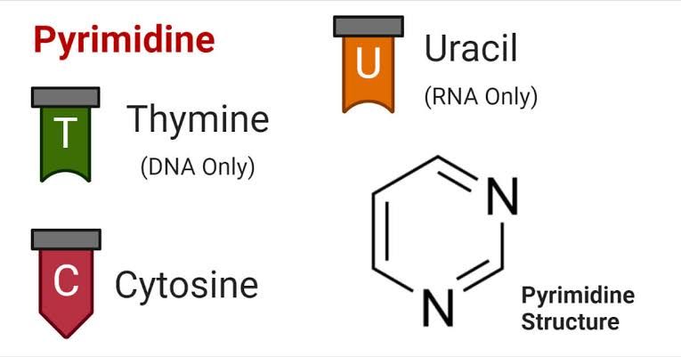 EXPLORING PYRIMIDINE METABOLISM: KEY FACTS FOR EVERYONE EXPLORING PYRIMIDINE METABOLISM: KEY FACTS FOR EVERYONE