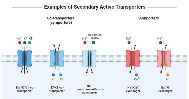 THE ROLE OF SECONDARY ACTIVE TRANSPORT IN MOVEMENT OF MOLECULES