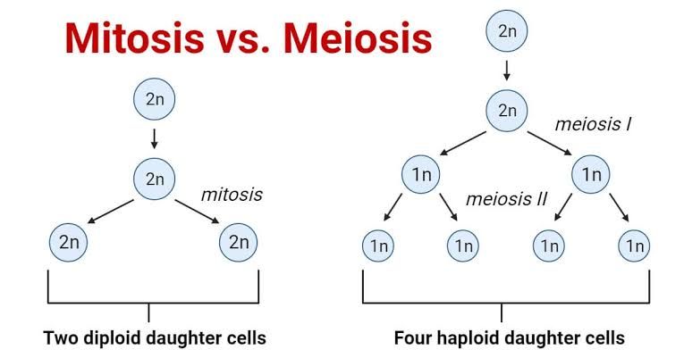 MEIOSIS AND COMPARISON WITH MITOSIS
