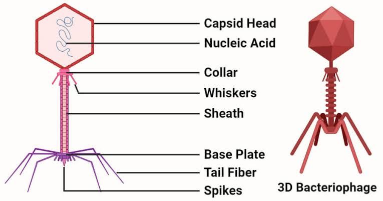 GENETICS OF BACTERIOPHAGE GENETICS OF BACTERIOPHAGE