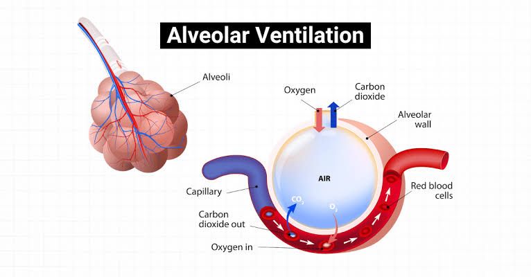 KEY FACTS ABOUT ALVEOLAR VENTILATION AND GAS EXCHANGE KEY FACTS ABOUT ALVEOLAR VENTILATION AND GAS EXCHANGE