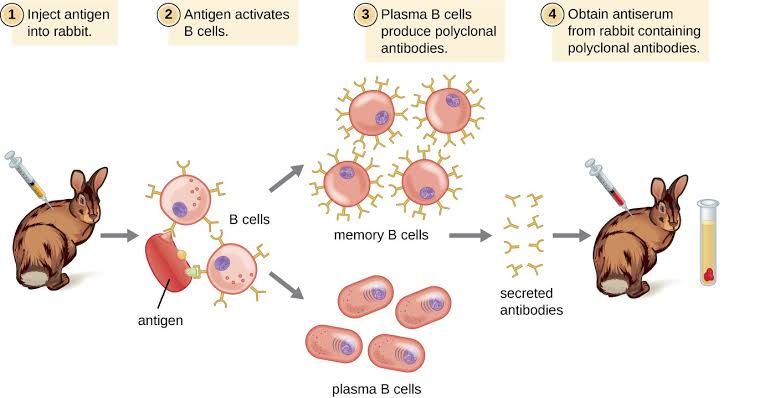 WHAT ARE POLYCLONAL ANTIBODIES AND HOW DO THEY WORK