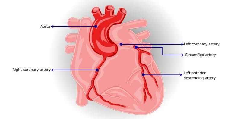 CORONARY CIRCULATION AND VENOUS DRAINAGE OF THE MYOCARDIUM CORONARY CIRCULATION AND VENOUS DRAINAGE OF THE MYOCARDIUM