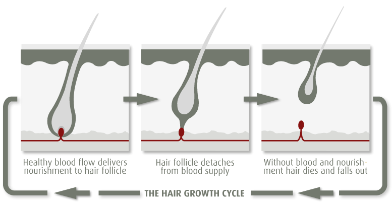 The Hair Growth Cycle The Hair Growth Cycle