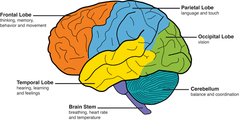 PHYSIOLOGY OF THE BRAIN CIRCULATION AND CSF FORMATION PHYSIOLOGY OF THE BRAIN CIRCULATION AND CSF FORMATION