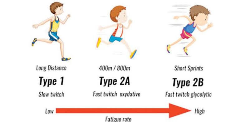 PROPERTIES OF MUSCLE FIBERS