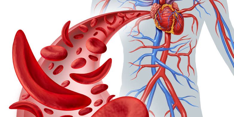BLOOD FLOW, LOCAL AND HUMORAL CONTROL OF BLOOD FLOW BLOOD FLOW, LOCAL AND HUMORAL CONTROL OF BLOOD FLOW