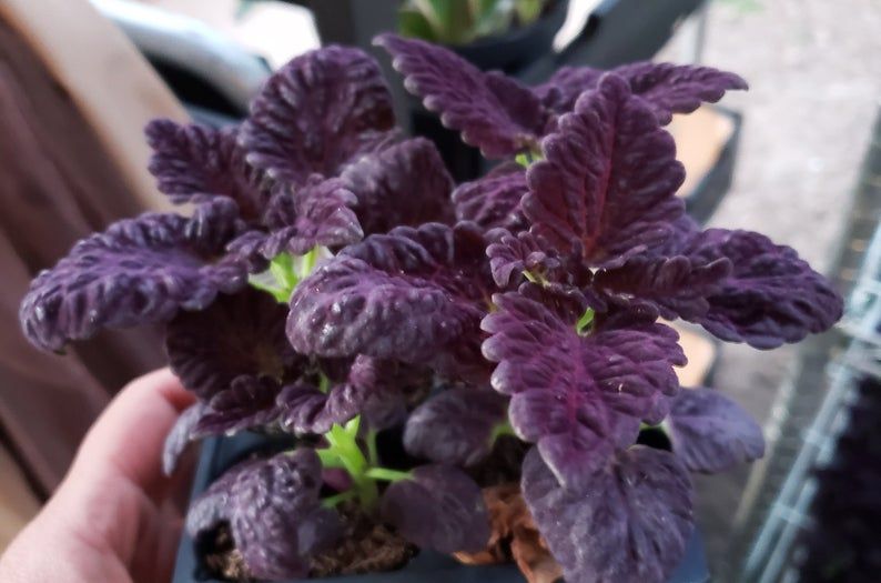 Other goth plants available online from Etsy sellers: