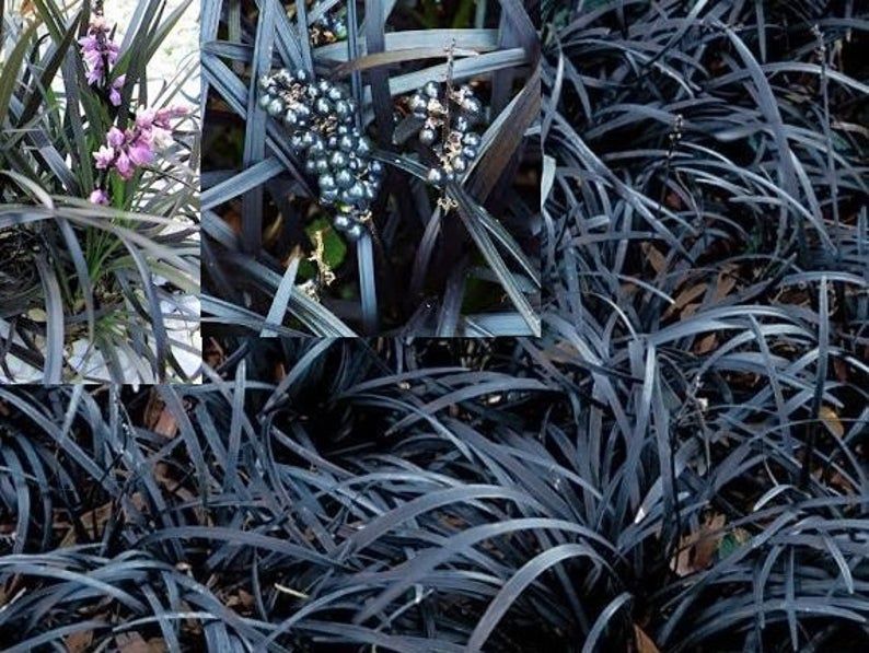 My goth plant collection from Etsy