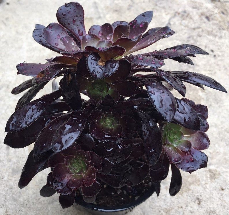 My goth plant collection from Etsy