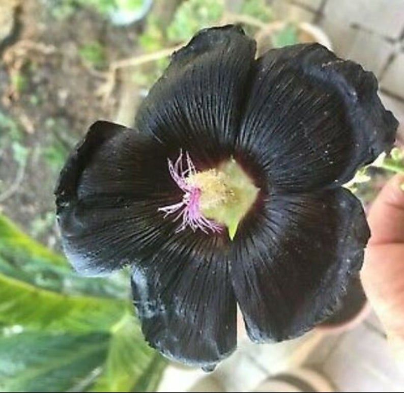 My goth plant collection from Etsy