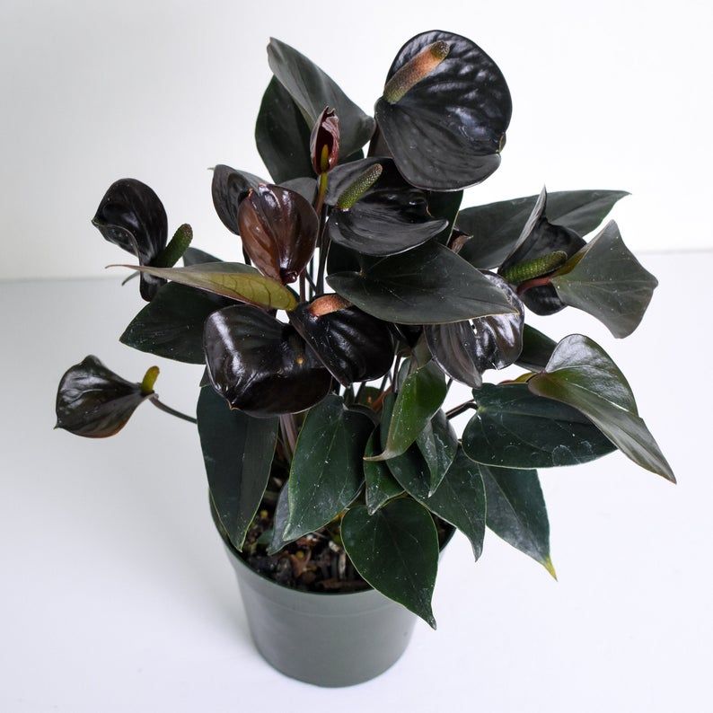 Other goth plants available online from Etsy sellers: