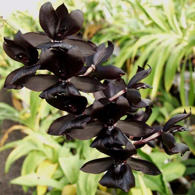 Catasetum Monierara Millenium Magic 'Witchcraft' by Ritter Orchids