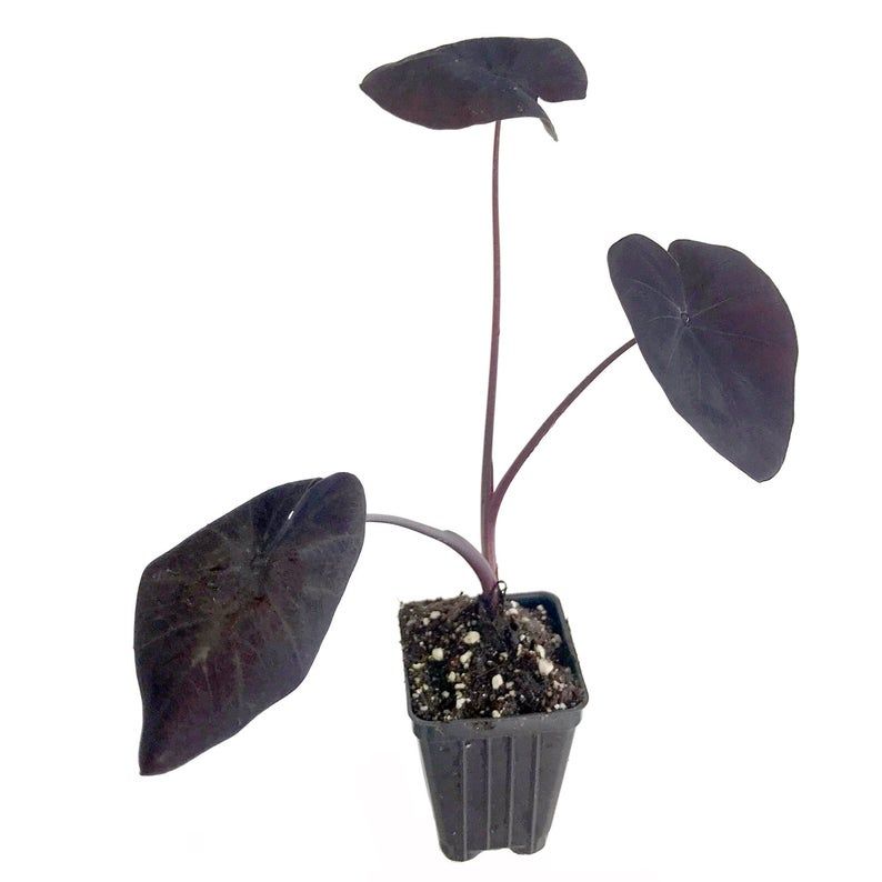 Other goth plants available online from Etsy sellers: