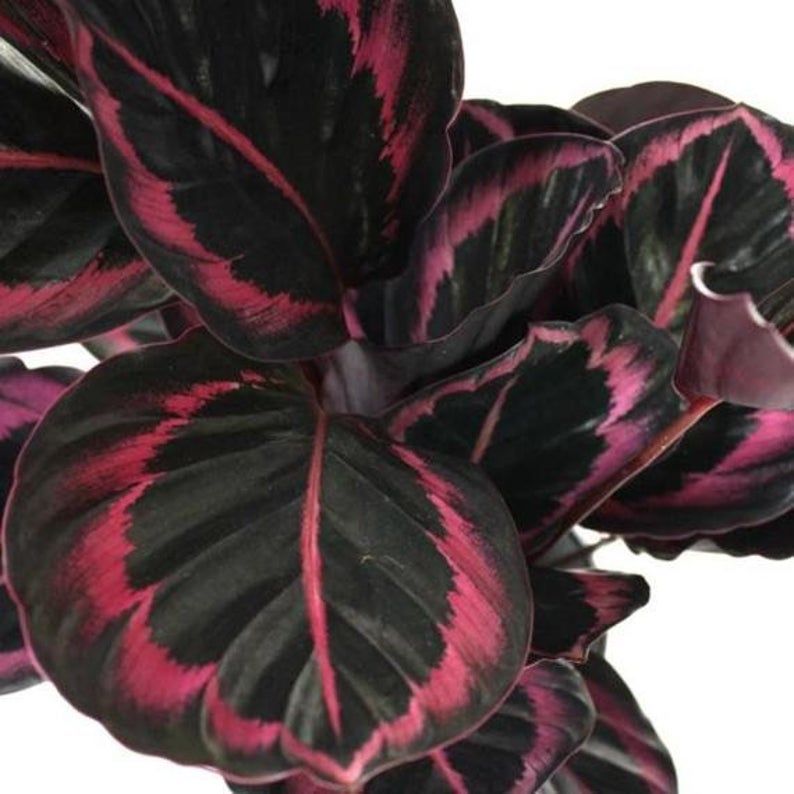Calathea Dottie by TheGreenEscape