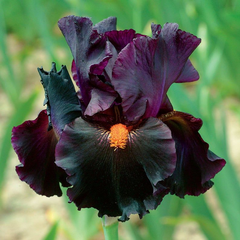 Other goth plants available online from Etsy sellers: