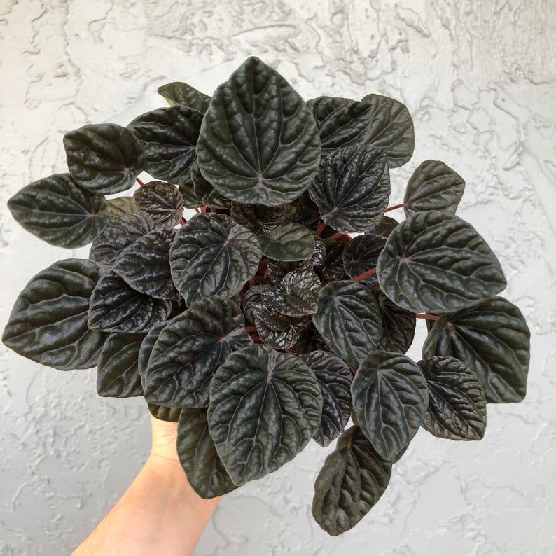 Ripple Peperomia Burgundy by landofalicestudio