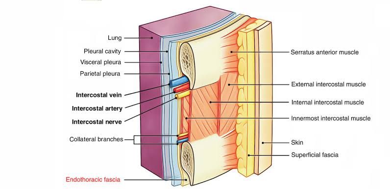 CONNECTIVE TISSUE OF THORAX CONNECTIVE TISSUE OF THORAX