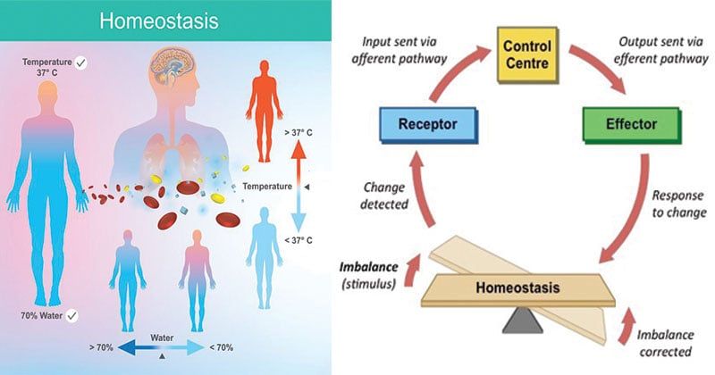 THE VITAL ROLE OF HOMEOSTASIS IN MAINTAINING INTERNAL BALANCE