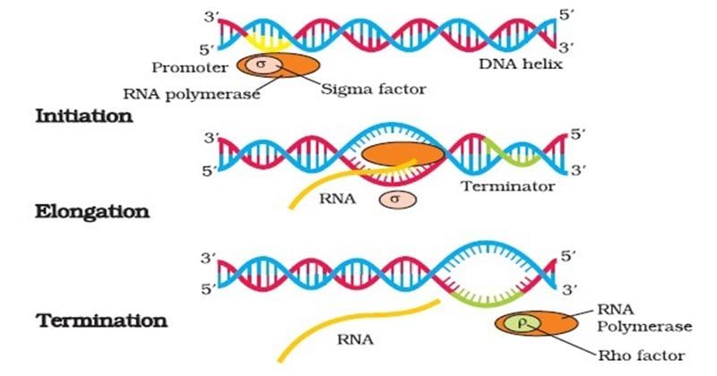 TRANSCRIPTION IN PROKARYOTES TRANSCRIPTION IN PROKARYOTES