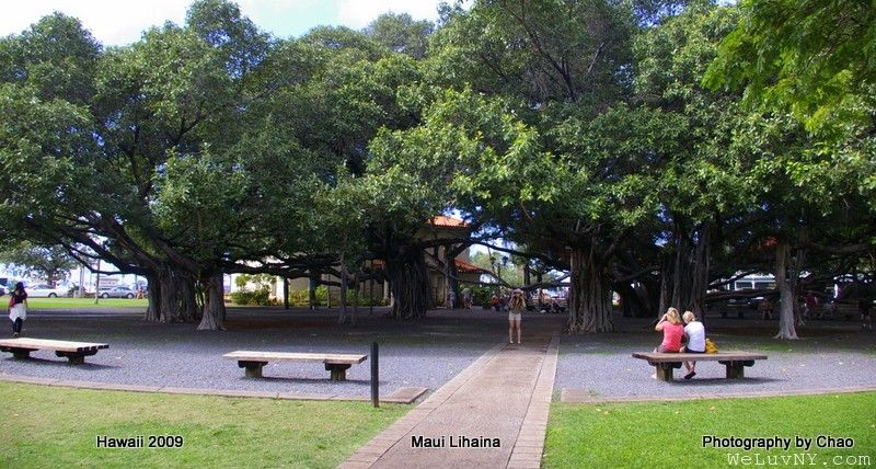 Lahaina 1