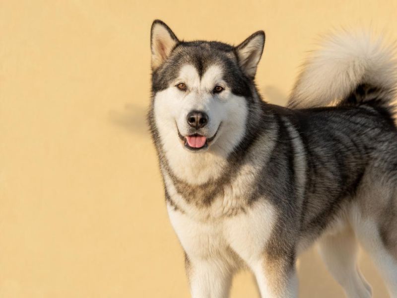 Alaskan Malamute