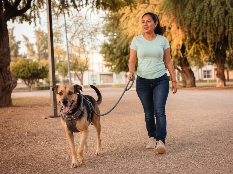Un perro con arnés de enganche frontal camina sin jalar junto a su dueña