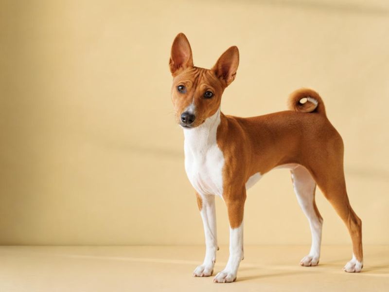 Basenji rojo y blanco con la cola enroscada mirando a la cámara