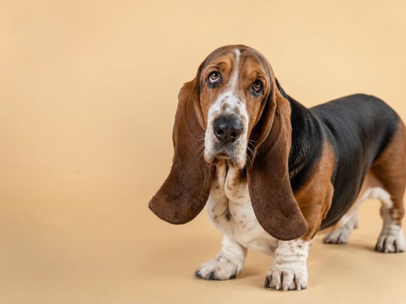 Basset Hound tricolor de orejas larguísimas mirando a la cámara