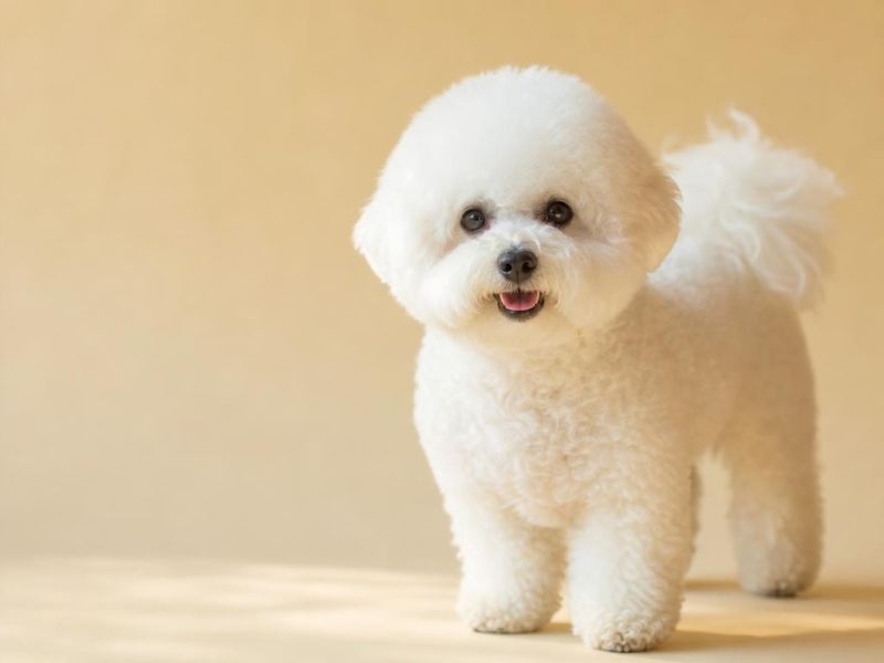 Bichon Frise