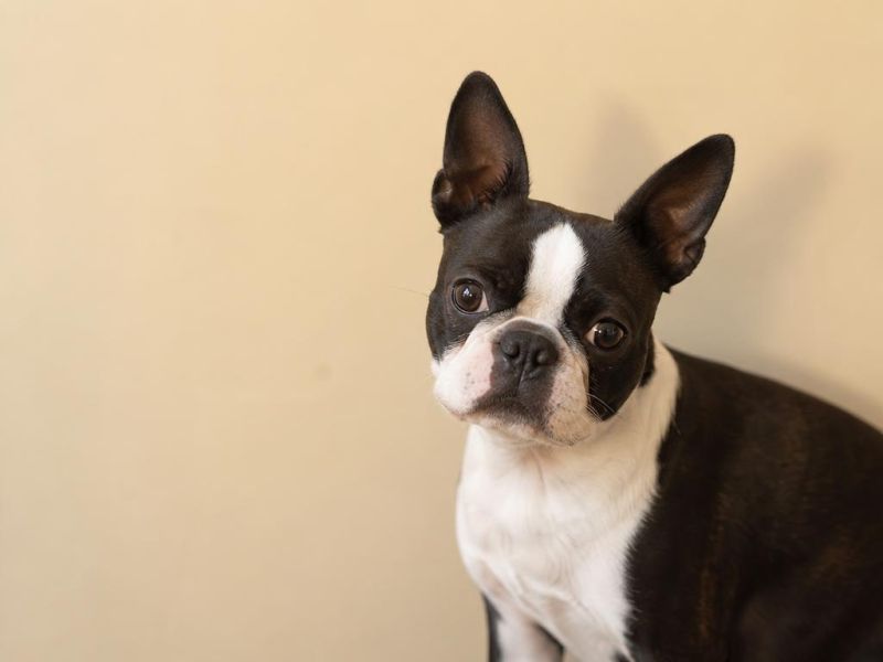 Boston Terrier