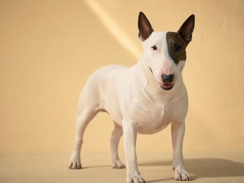 Bull Terrier (Bull Terrier) blanco con cabeza de huevo mirando a la cámara