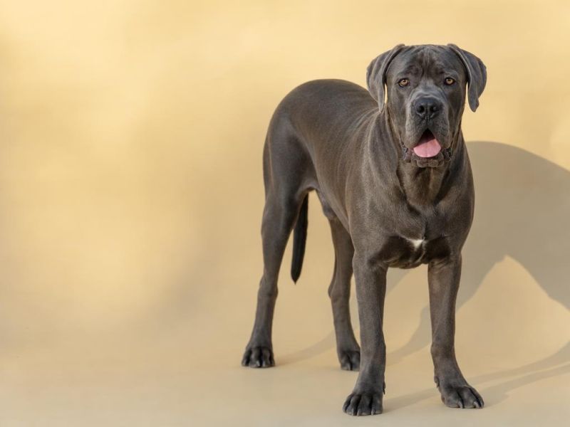 Cane Corso gris con orejas naturales mirando a la cámara