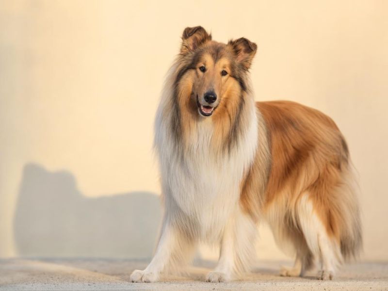 Collie de pelo largo, sable y blanco, mirando a la cámara
