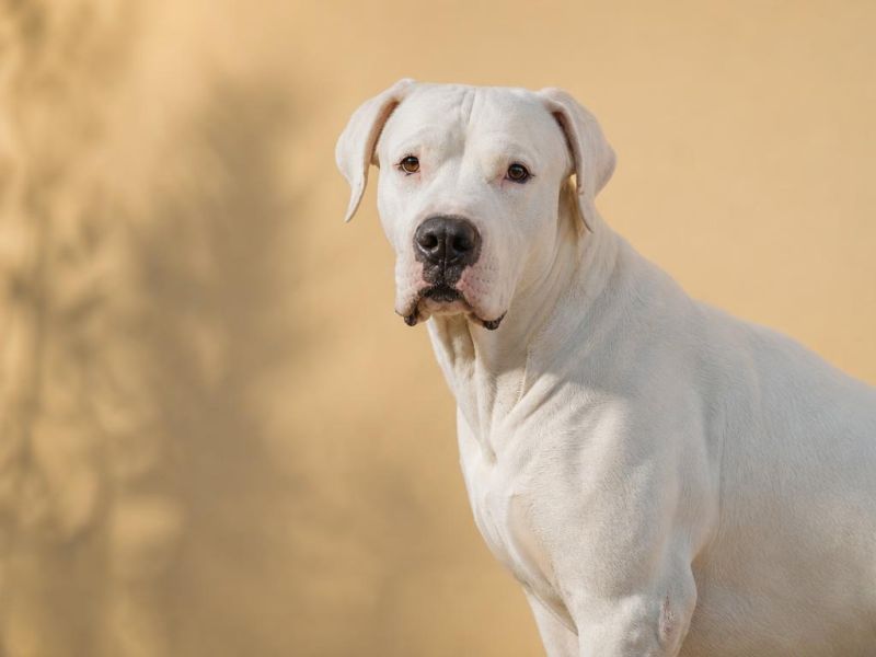 Dogo Argentino