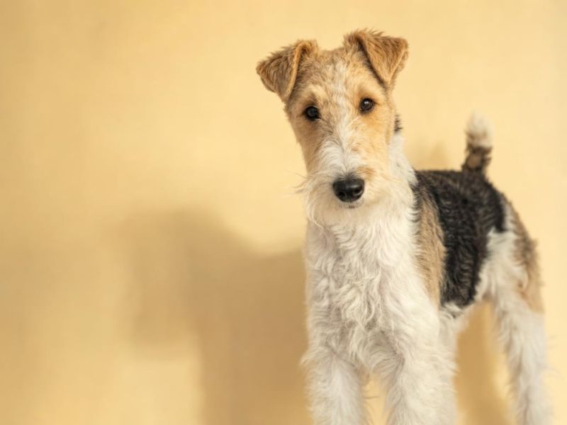 Fox Terrier de pelo duro blanco con manchas mirando a la cámara