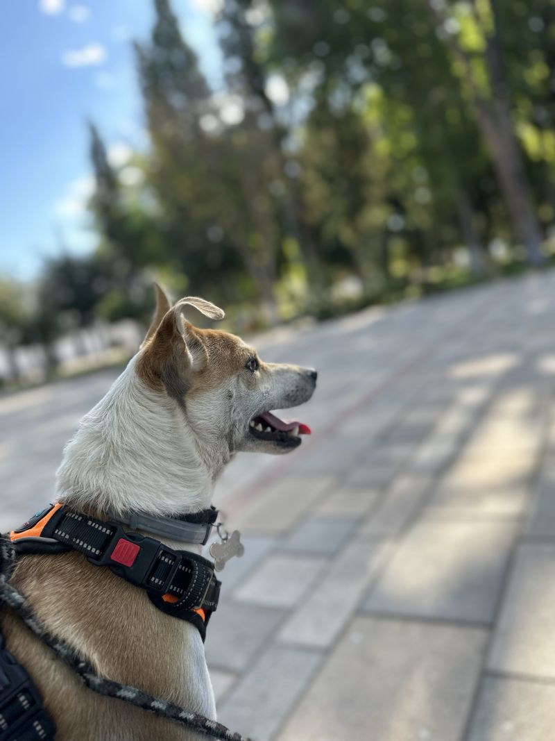 Choco de perfil en la plaza, con su arnés naranja, mirando a lo lejos