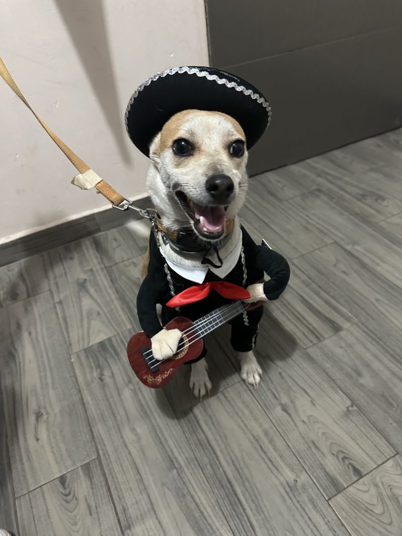 Choco disfrazado de mariachi, con sombrero y guitarra de juguete