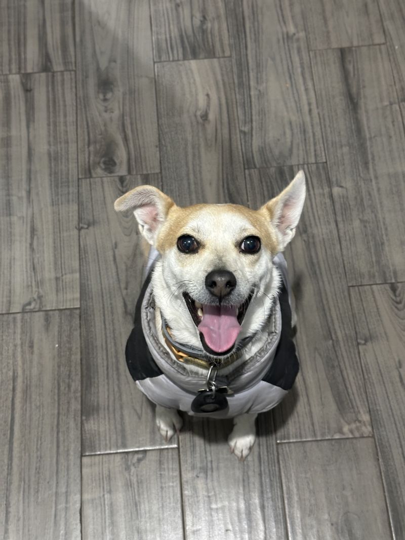 Choco sentado en piso de madera con chaleco gris, sonriendo a la cámara