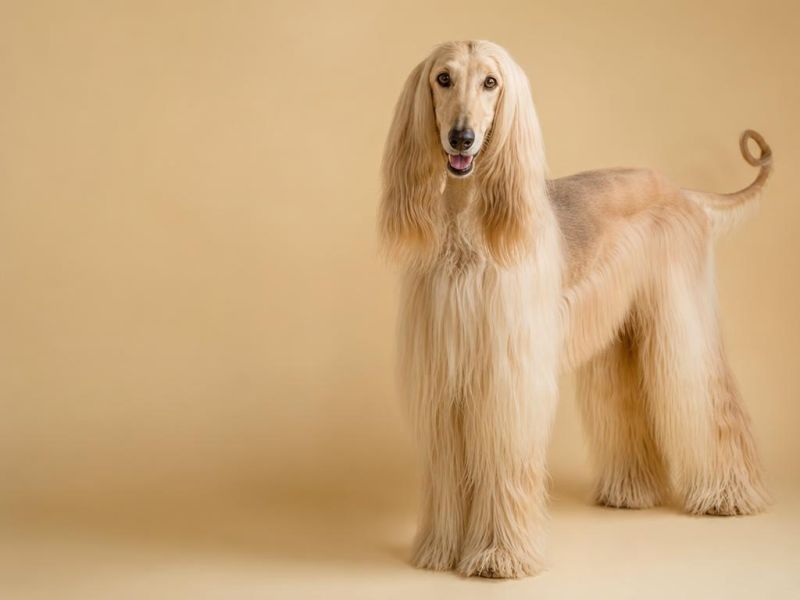 Galgo afgano de pelo largo y sedoso color crema mirando a la cámara