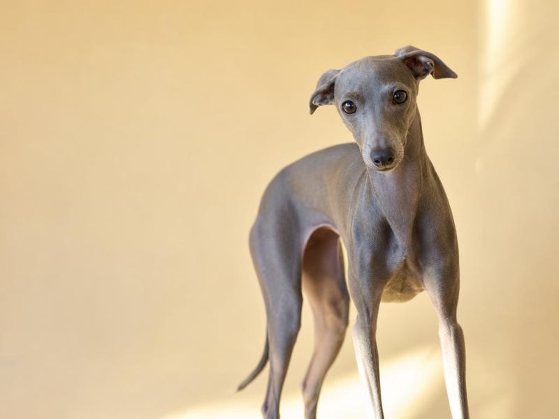 Italian Greyhound