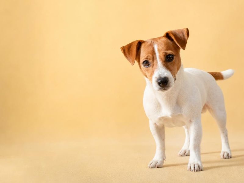 Jack Russell Terrier blanco con manchas canela mirando a la cámara