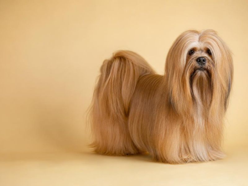 Lhasa Apso color miel de pelo largo partido a la mitad mirando a la cámara