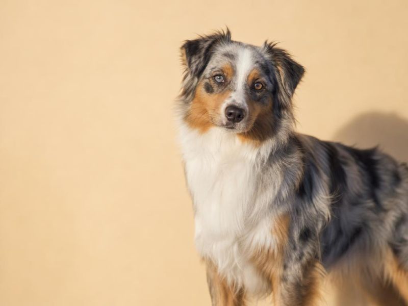Pastor Australiano (Australian Shepherd) azul mirlo mirando a la cámara